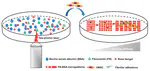 New Paper: Multiphoton Fabrication of Fibronectin-Functionalized Protein Micropatterns: Stiffness-Induced Maturation of Cell–Matrix Adhesions in Human Mesenchymal Stem Cells