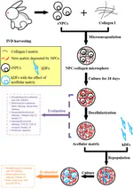 New Paper: Proteomic Analysis of Nucleus Pulposus Cell-derived Extracellular Matrix Niche and Its Effect on Phenotypic Alteration of Dermal Fibroblasts