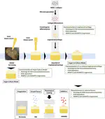 New Paper: A human osteoarthritis osteochondral organ culture model for cartilage tissue engineering