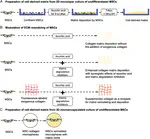 New Book Chapter: Cell-derived matrices (CDM)—Methods, challenges and applications