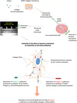 New Paper: Mechanically induced formation and maturation of 3D-matrix adhesions (3DMAs) in human mesenchymal stem cells