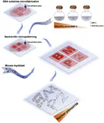 New Paper: Multiphoton microfabrication and micropatterning (MMM) – An all-in-one platform for engineering biomimetic soluble cell niches