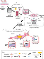 New Paper: Rac1 GTPase regulates formation of compression-induced protrusions (CAPs) in human mesenchymal stem cells (MSCs) microencapsulated in 3D collagen meshwork