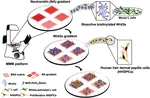 New Paper: A Bio-Functional Wnt3a Gradient Microarray for Cell Niche Studies
