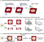 New Paper: A 3D micro-printed single cell micro-niche with asymmetric niche signals – An in vitro model for asymmetric cell division study