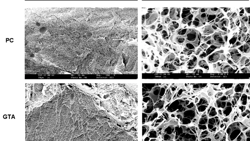 Effects of Photochemical Crosslinking on the Microstructure of Collagen and a Feasibility Study on Controlled Protein Release