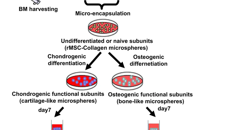In Vitro Generation of an Osteochondral Interface from Mesenchymal Stem Cell-Collagen Microspheres