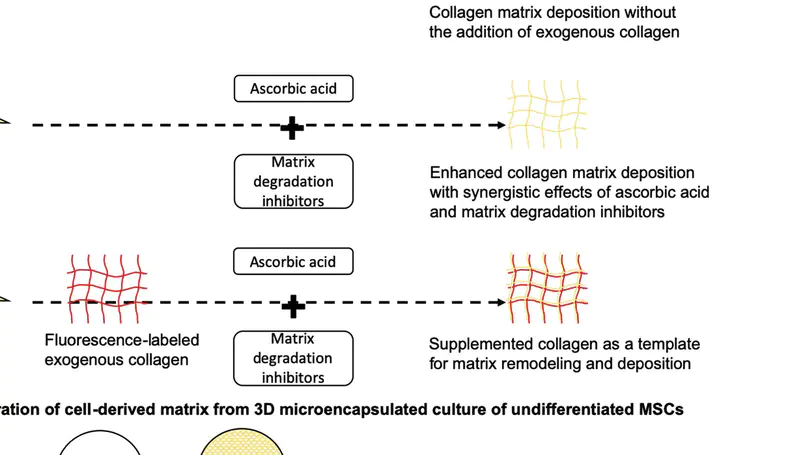 Chapter 10 - Cell-derived Matrices (CDM)—Methods, Challenges and Applications