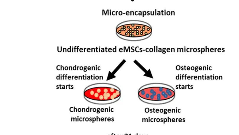 Differentiation of Equine Mesenchymal Stem Cells into Cells of Osteochondral Lineage: Potential for Osteochondral Tissue Engineering