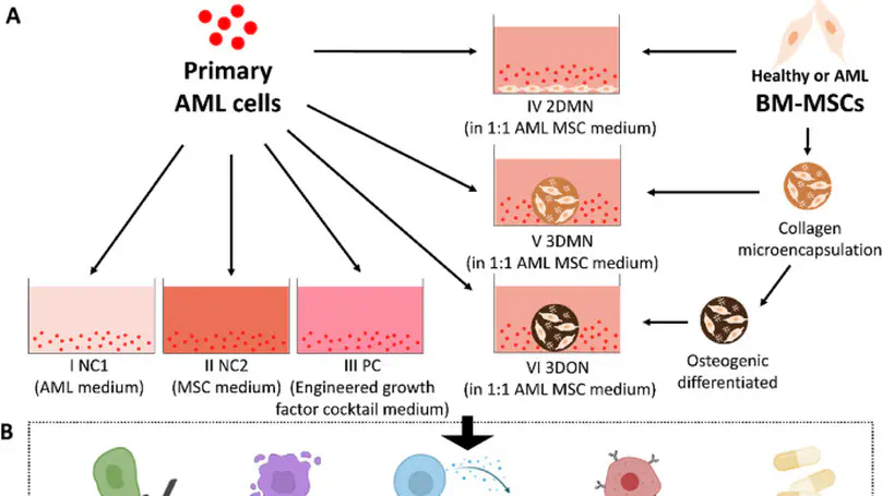 Microenvironment matters: In vitro 3D bone marrow niches differentially modulate survival, phenotype and drug responses of acute myeloid leukemia (AML) cells