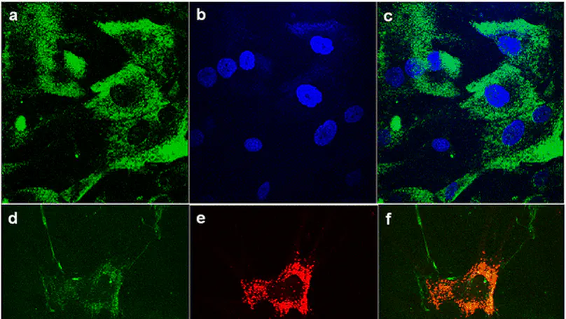 Protease Inhibitors Enhance Extracellular Collagen Fibril Deposition in Human Mesenchymal Stem Cells