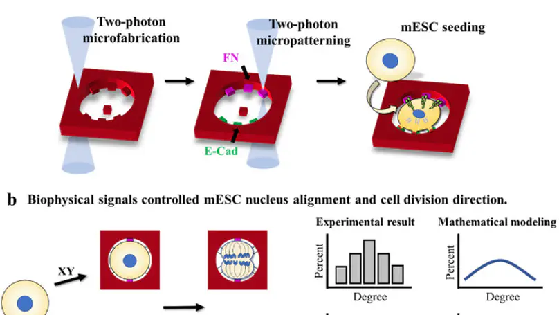 A 3D micro-printed single cell micro-niche with asymmetric niche signals – An in vitro model for asymmetric cell division study