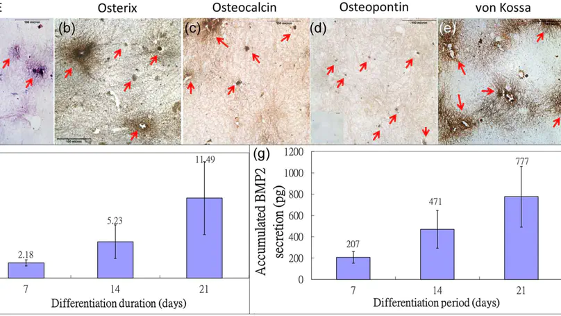 Reconstitution of Bone-like Matrix in Osteogenically Differentiated Mesenchymal Stem Cell-Collagen Constructs: A Three-Dimensional in Vitro Model to Study Hematopoietic Stem Cell Niche