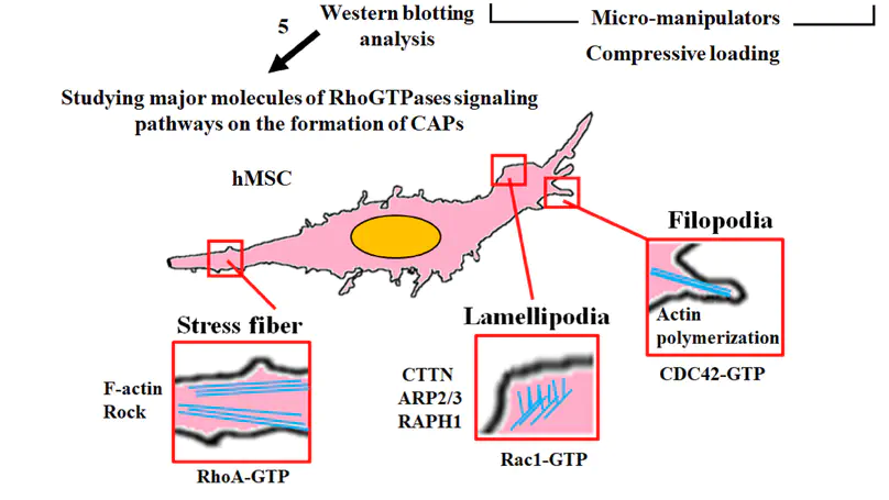 Rac1-GTPase Regulates Compression-Induced Actin Protrusions (CAPs) of Mesenchymal Stem Cells in 3D Collagen Micro-Tissues