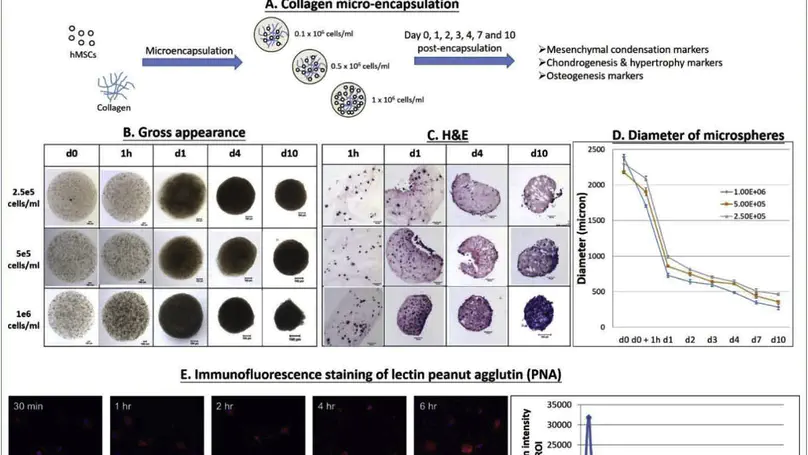 Collagen Microencapsulation Recapitulates Mesenchymal Condensation and Potentiates Chondrogenesis of Human Mesenchymal Stem Cells–A Matrix-Driven in Vitro Model of Early Skeletogenesis