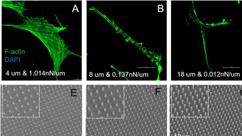 Preferential Sensing and Response to Microenvironment Stiffness of Human Dermal Fibroblast Cultured on Protein Micropatterns Fabricated by 3D Multiphoton Biofabrication