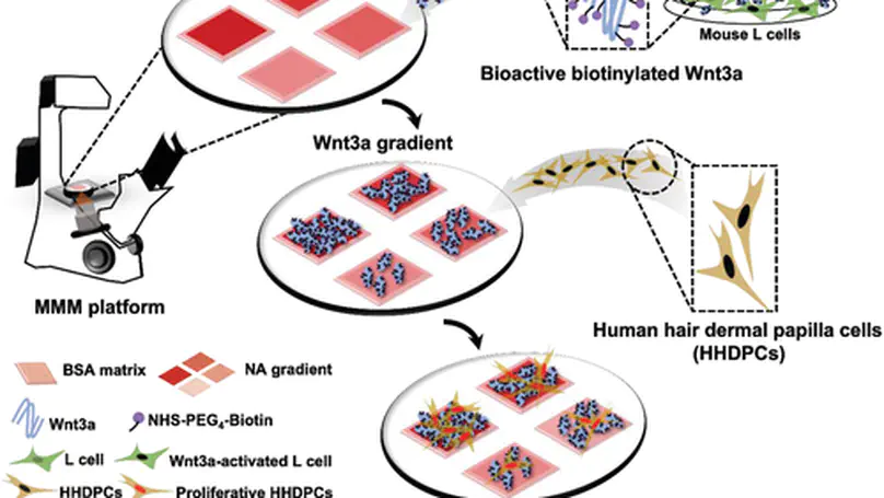 A Bio-Functional Wnt3a Gradient Microarray for Cell Niche Studies