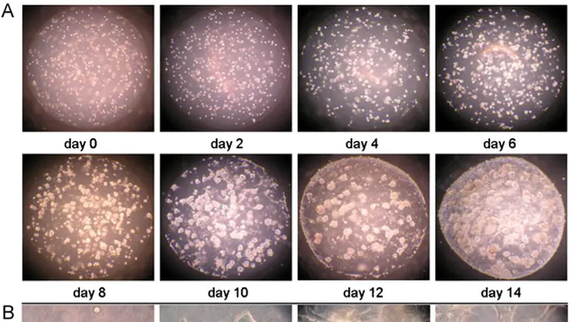 A 3D Collagen Microsphere Culture System for GDNF-secreting HEK293 Cells with Enhanced Protein Productivity