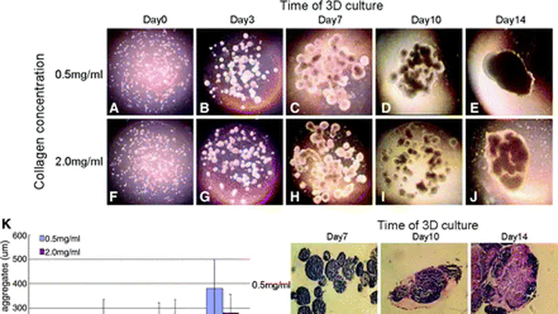 Effects of Reconstituted Collagen Matrix on Fates of Mouse Embryonic Stem Cells before and after Induction for Chondrogenic Differentiation