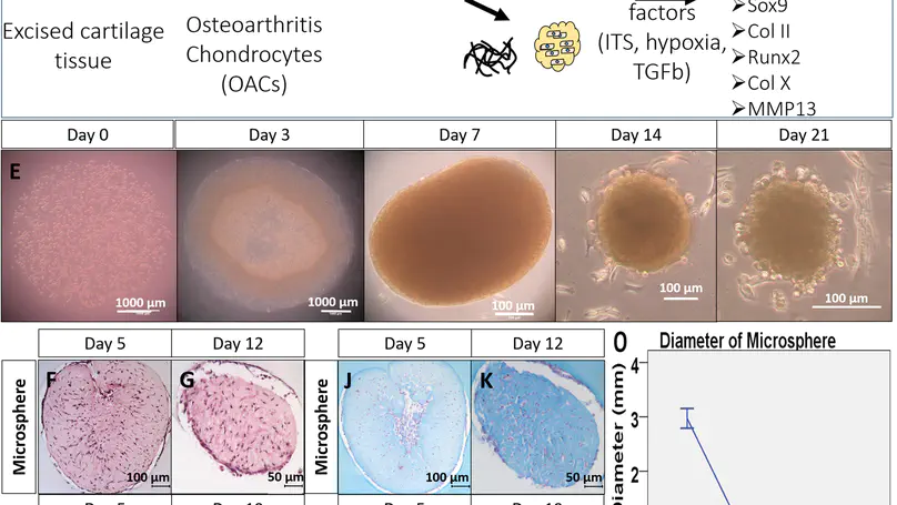 Collagen Microsphere Based 3D Culture System for Human Osteoarthritis Chondrocytes (hOACs)