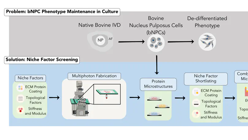 Multiphoton Microfabrication and Micropatternining (MMM)-Based Screening of Multiplex Cell Niche Factors for Phenotype Maintenance - Bovine Nucleus Pulposus Cell as an Example
