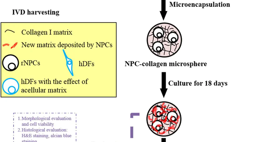 Proteomic Analysis of Nucleus Pulposus Cell-Derived Extracellular Matrix Niche and Its Effect on Phenotypic Alteration of Dermal Fibroblasts