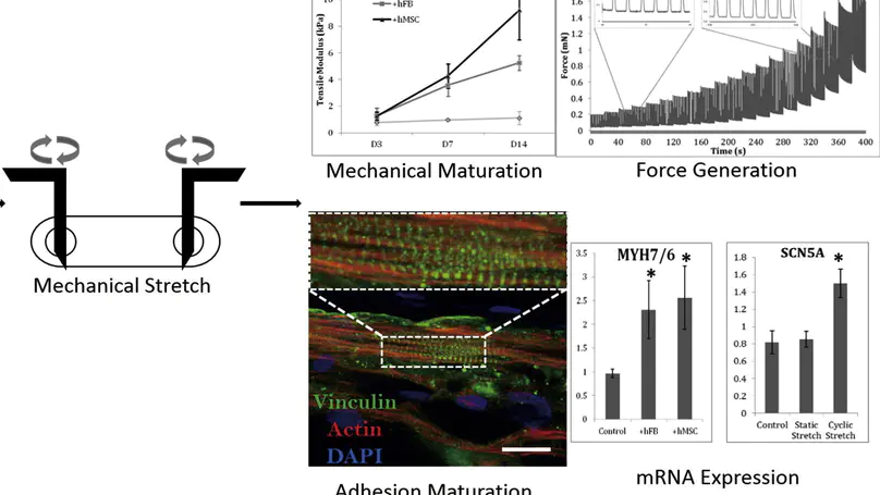 Maturation of Human Embryonic Stem Cell-Derived Cardiomyocytes (hESC-CMs) in 3D Collagen Matrix: Effects of Niche Cell Supplementation and Mechanical Stimulation